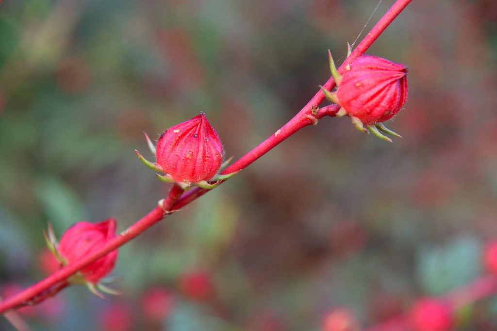 roselle, flowers, buds-5886017.jpg